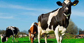 Productos del area veterinaria